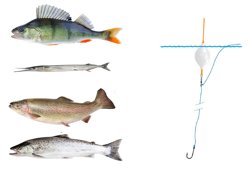 Perch, garfish, rainbow trout and salmon Perch, garfish, rainbow trout and salmon